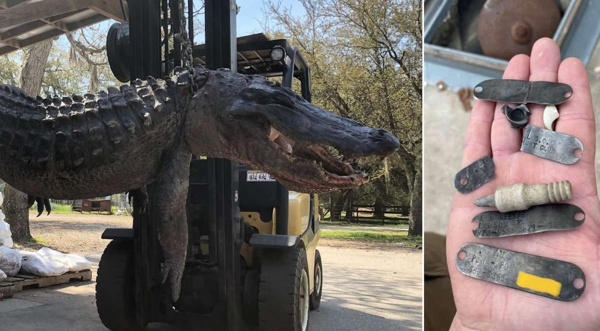 Encuentran placas de perros desaparecidos en el estómago de caimán gigante