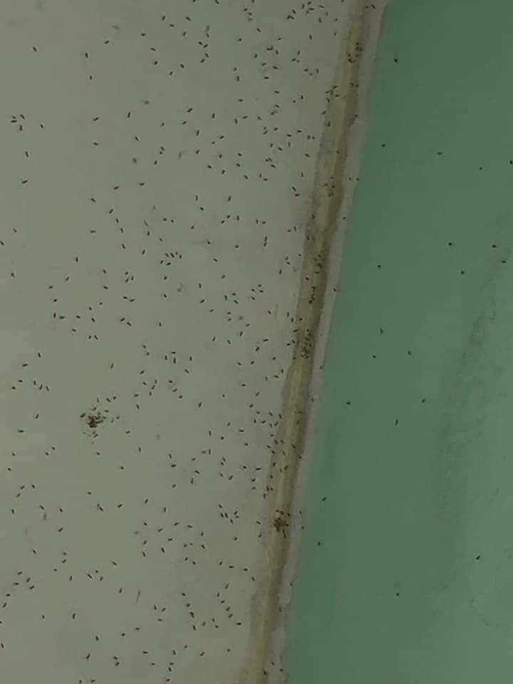 Ombudsman de Quintana Roo pide a las autoridades campaña para combatir invasión de moscos en Chetumal