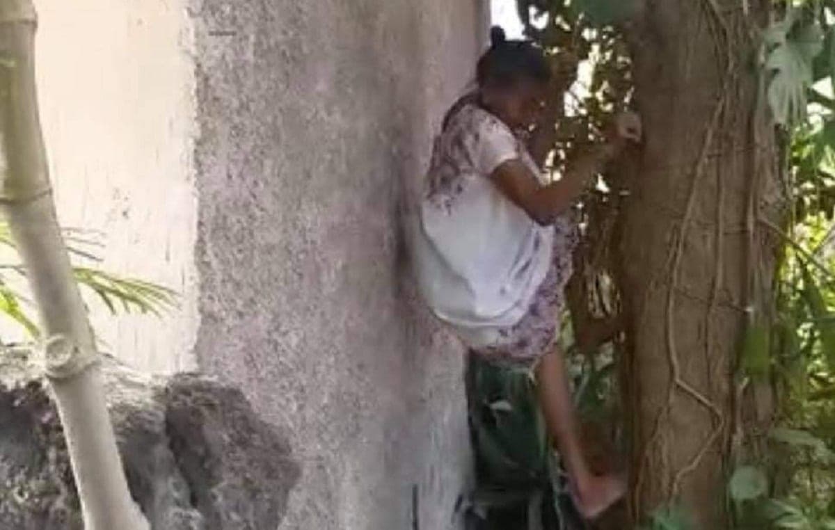 VIDEO: Ágil abuelita yucateca se vuelve viral por trepar árbol para bajar frutos