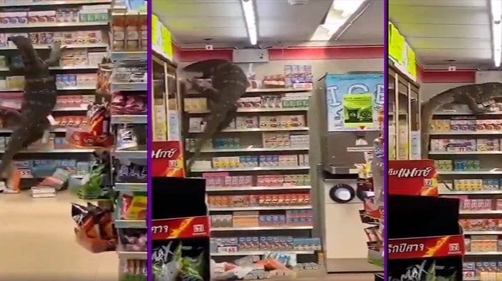"Godzilla es real", dicen al encontrar un lagarto de casi dos metros en tienda de Tailandia