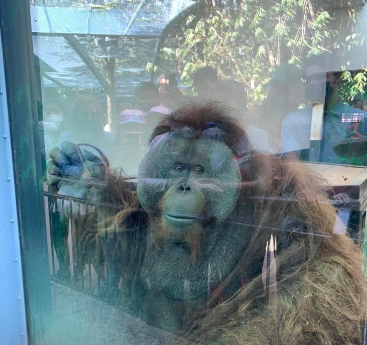 Deprimido y abandonado vive "Toto", orangutan del Zoológico de Chapultepec, advierten