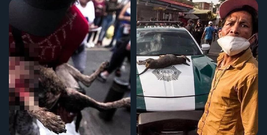 Denuncian que policía mató a un perro a balazos en operativo en la Cdmx