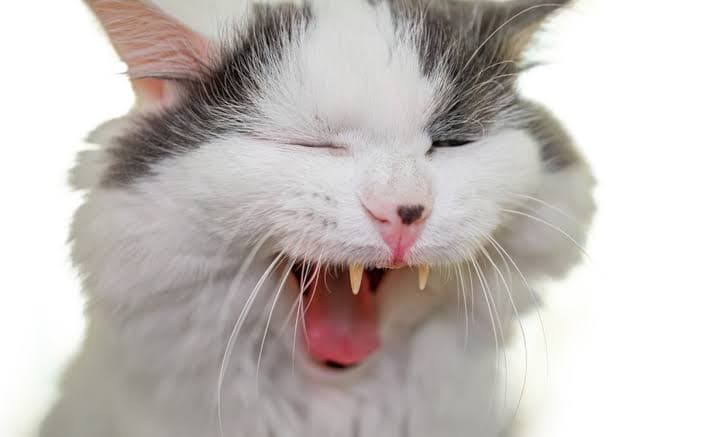 VIDEO: Gato se roba la dentadura de una anciana y se vuelve viral