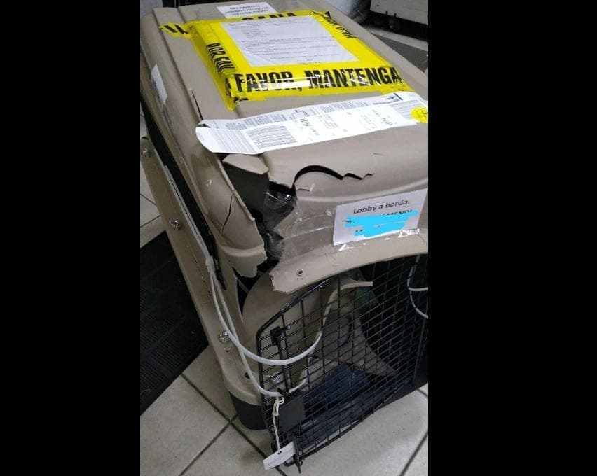 La caja sufrió un "pequeño accidente": Aeroméxico a usuaria que viajaría con su perrito