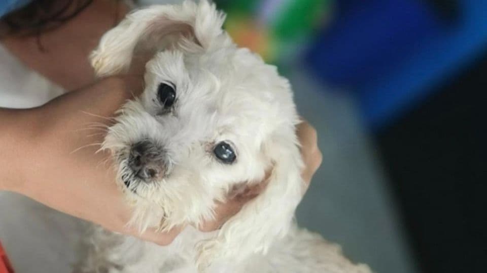 Detienen a sujeto por abusar sexualmente de una perrita, le provocó lesiones mortales