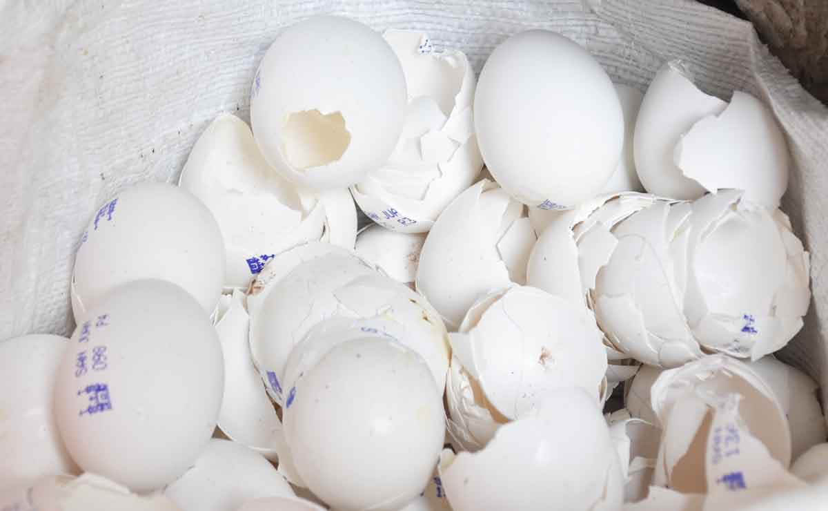 Buscan descontaminar el Río Lerma; tú puedes ayudar donando cascarón de huevo