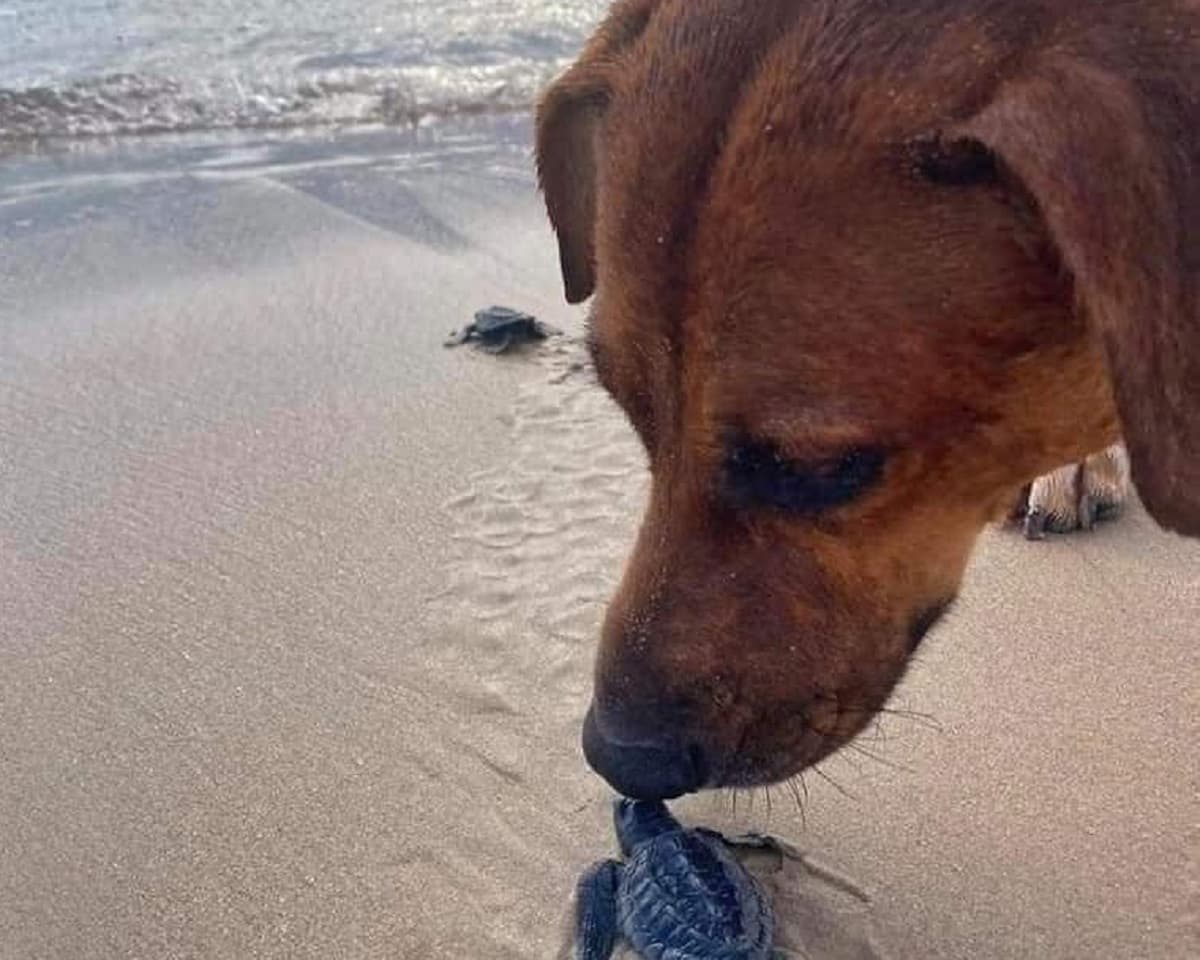 "Solovino", el perro que ayuda a las crías de tortuga a llegar al mar