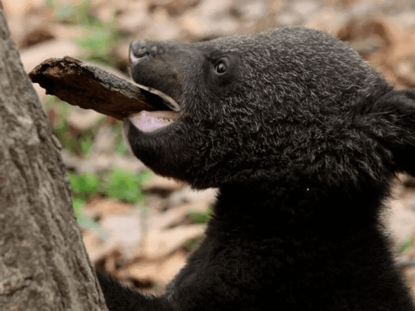 Una familia compró un perro y resultó ser un oso