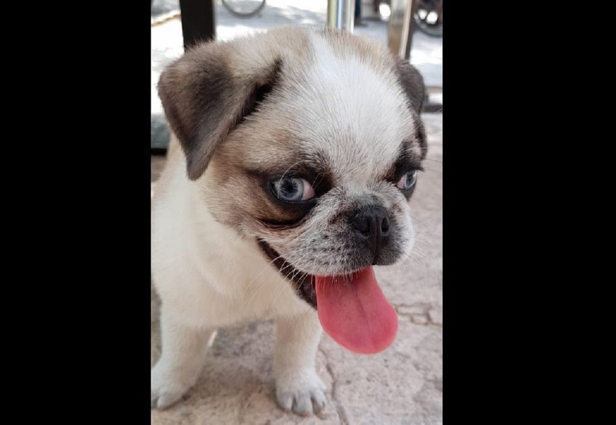 Ofrecen 20 mil pesos de recompensa por perrito perdido en Playa del Carmen