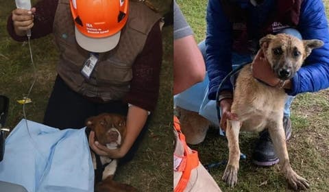 ¿Luna de miel en el socavón? Spay regresa a casa y Spike podría estar embarazada