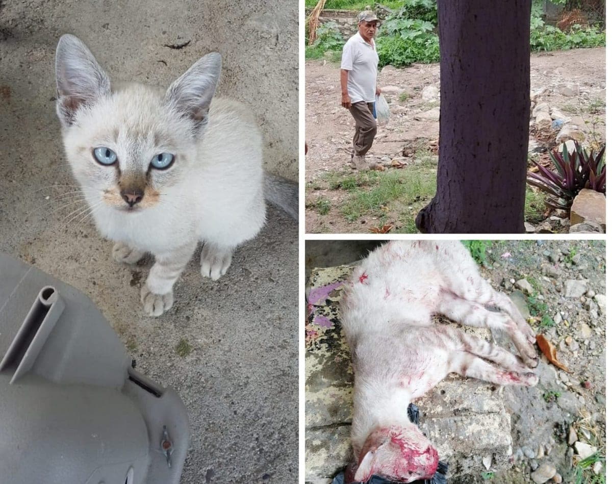 Piden justicia para "Félix": sujeto lo lapida y le rompe el cráneo al gato en Tuxtla Gutiérrez