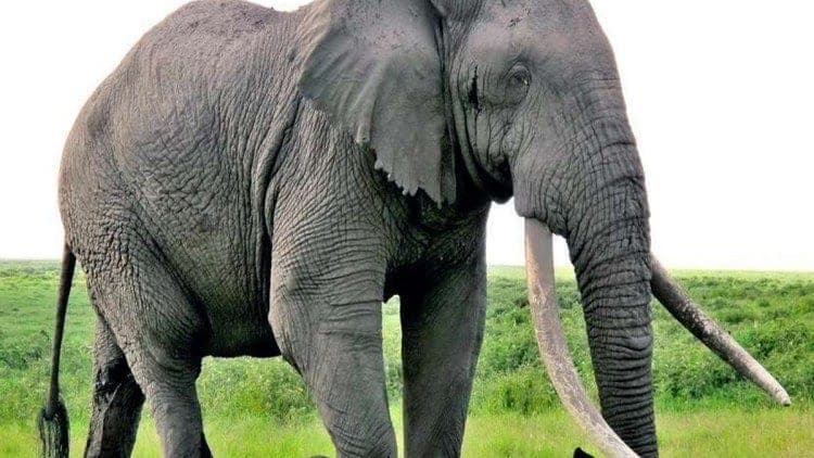 VIDEO: Elefante furioso ataca un auto y lo embiste por varios metros