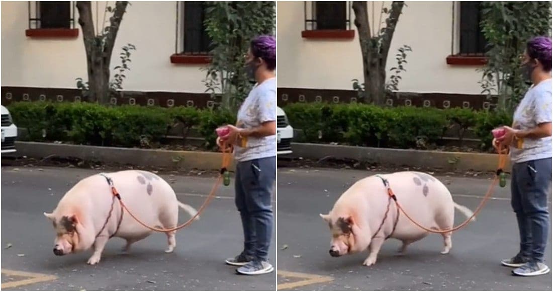 Video: Captan a mujer paseando a un cerdo en calles de la Cdmx