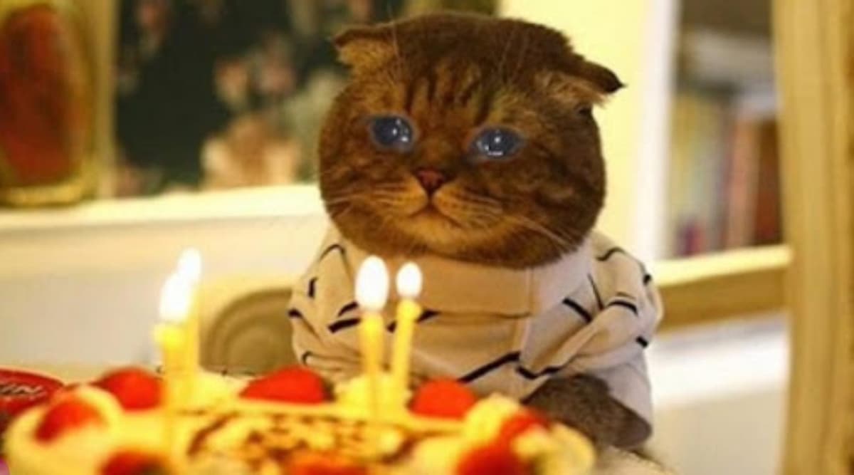 Varias personas se contagian de Covid tras asistir a fiesta de cumpleaños... de un gato