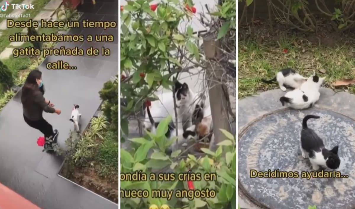 Gatita callejera da a luz y esconde a sus crías en la casa donde le regalaban comida