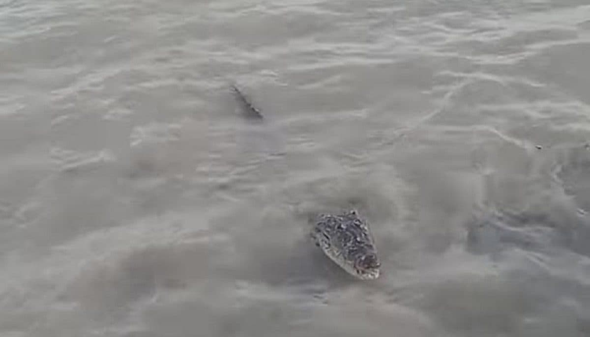 VIDEO: Ante sorpresa de turistas, se deja ver "Larry" el cocodrilo en la bahía de Chetumal