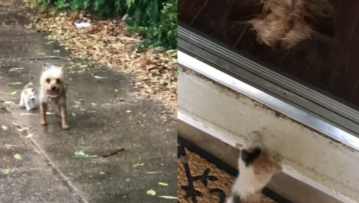 VIDEO: Perrito lleva un gatito bebé a su casa para que lo adopten también
