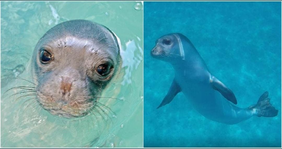 Video: Asesinan con harpón a famosa foca, mascota de una isla en Grecia