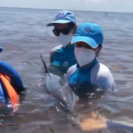 Hallan a mamá delfín y su bebé, varados en Tulum