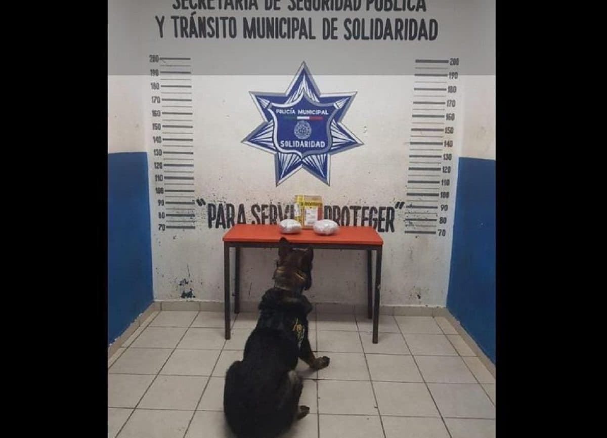 Con apoyo de la Unidad Canina, decomisan marihuana en local de Playa del Carmen