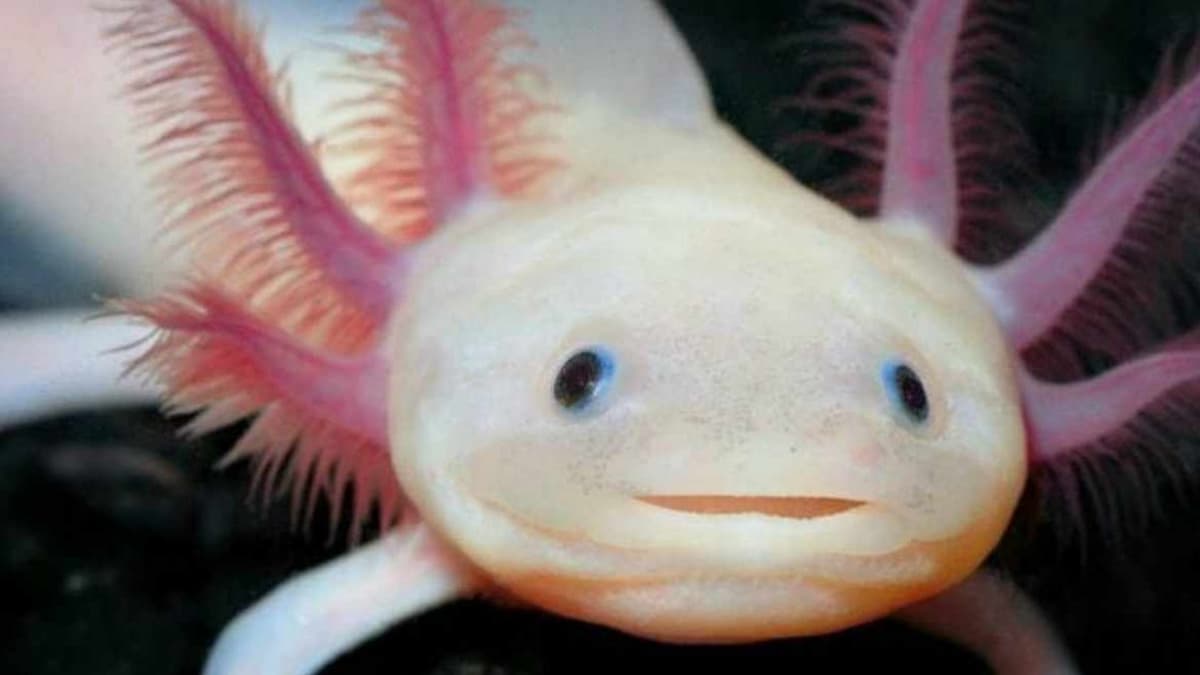 Crean Axolotitlán, primer museo dedicado al ajolote en la CDMX y NO, no es de Xcaret