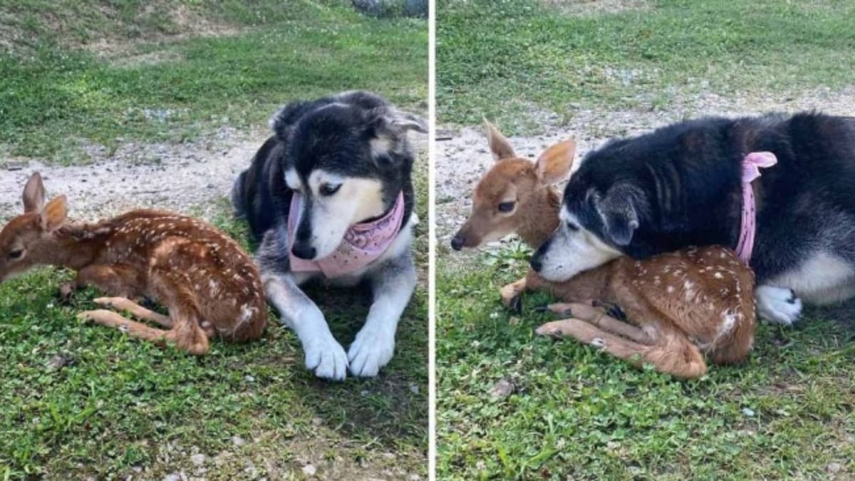 ¡Dos grandes amigos! Zoey la perrita que ayudó a un ciervo enfermo