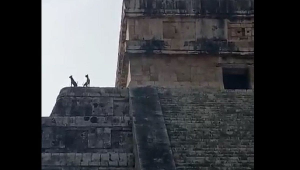 VIDEO: No solo lo han hecho turistas; perritos suben a pirámide de Chichén Itzá