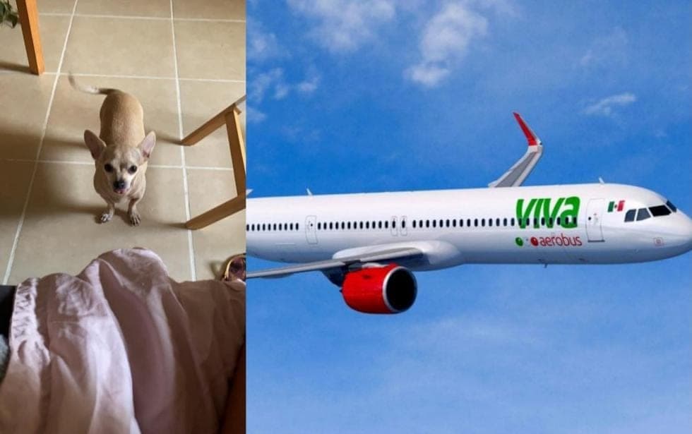 Viaja de Cancún a CDMX en Viva Aerobus y extravían a su perrita; lleva 2 días sin respuesta