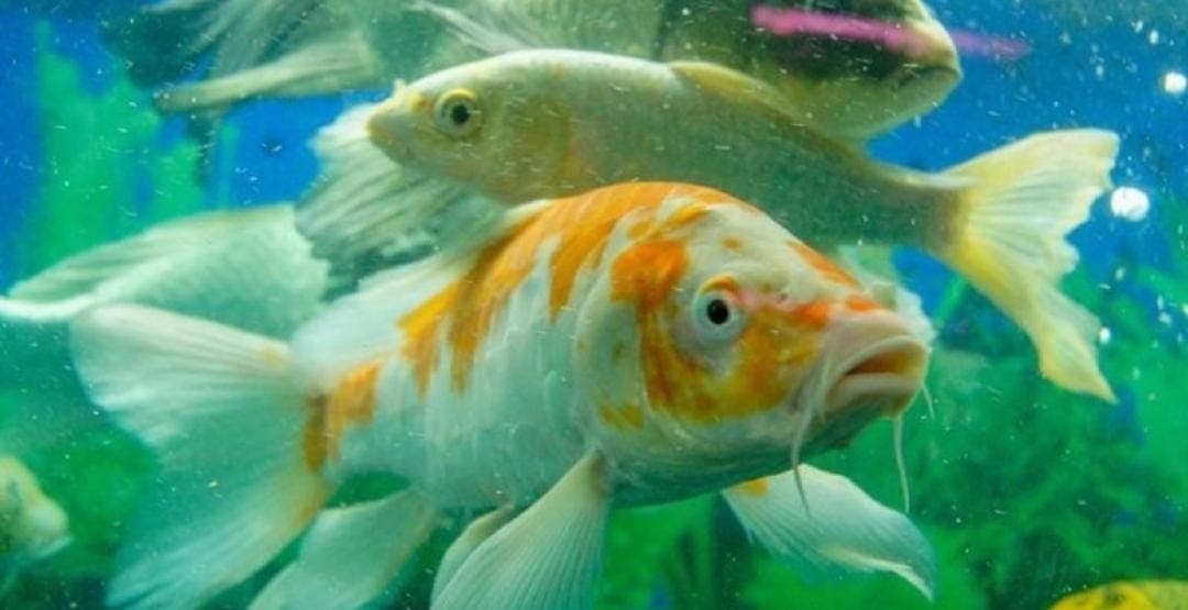 Por la contaminación de mares y ríos hay peces adictos a drogas
