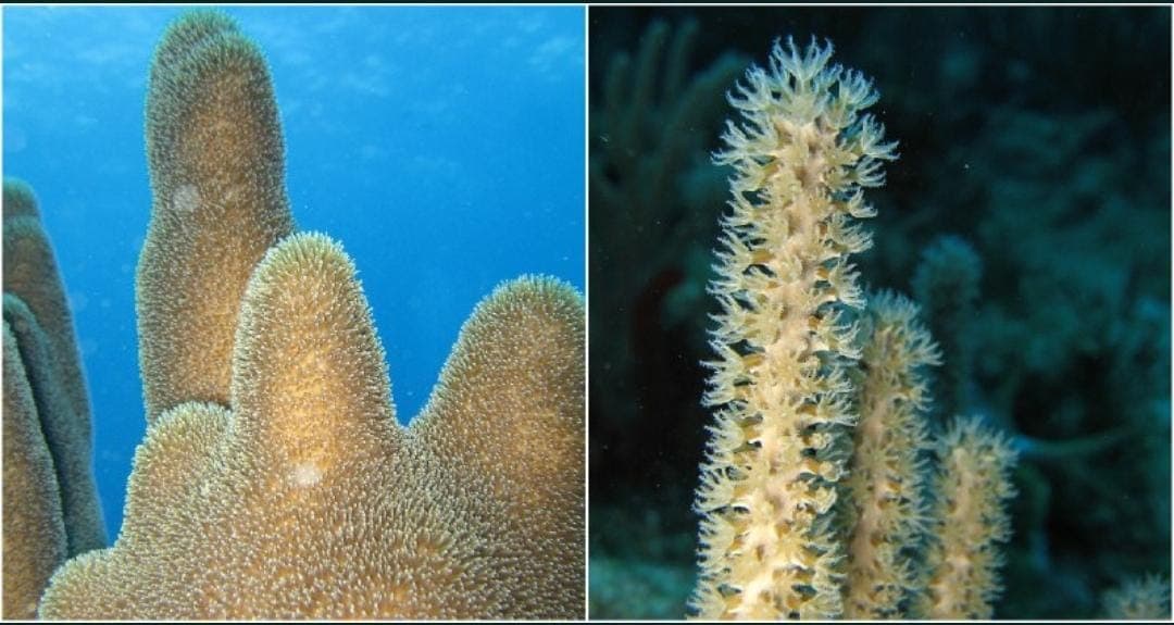 Video: Estudiantes de la UNAM buscan cómo salvar a los arrecifes de coral