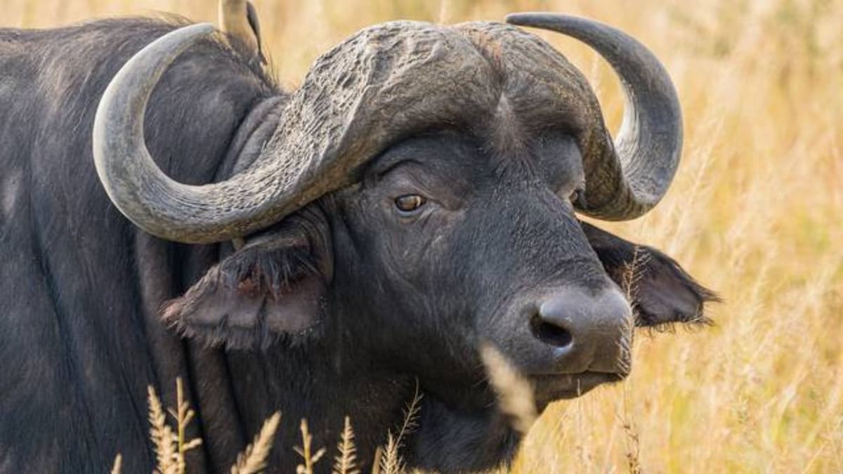 Búfalos se emborrachan en una fábrica ilegal de alcohol y delata a productores