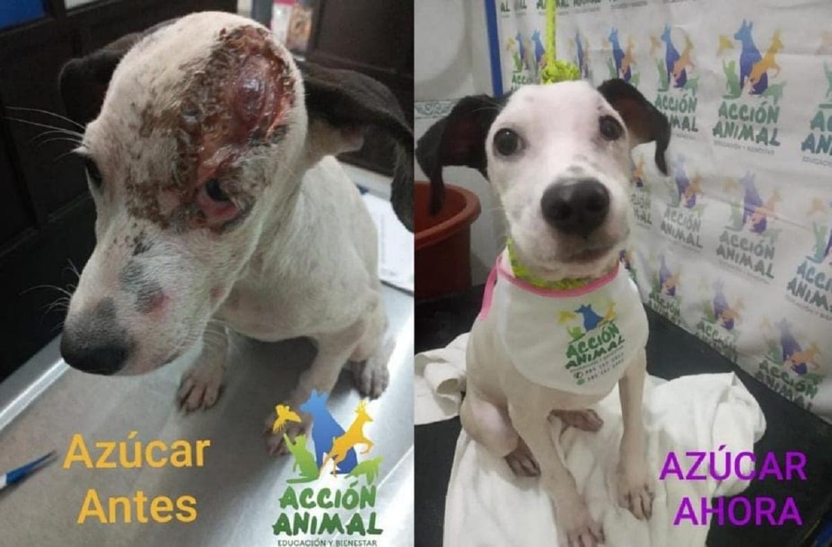 "Azúcar" ahora: como Acción Animal cambia la vida de perritos en abandono
