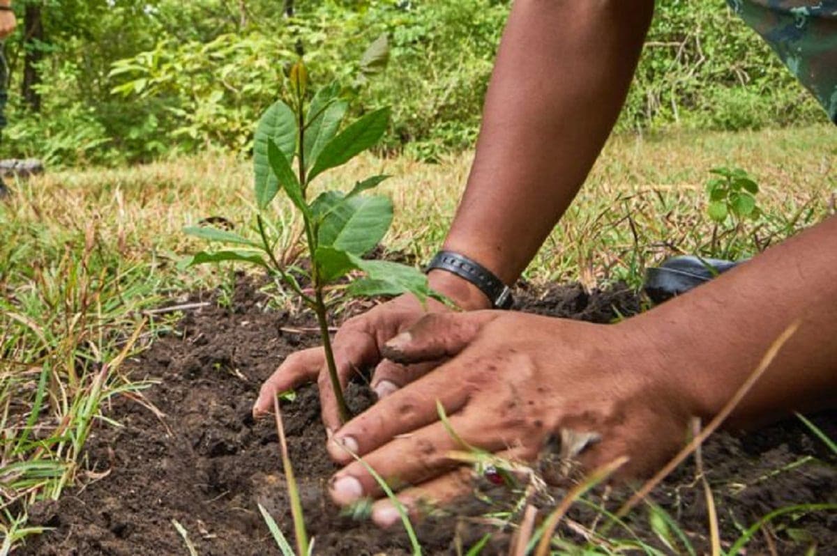 Ya es ley: estudiantes de Tamaulipas deben plantar un árbol y cuidarlo seis meses para poder titularse