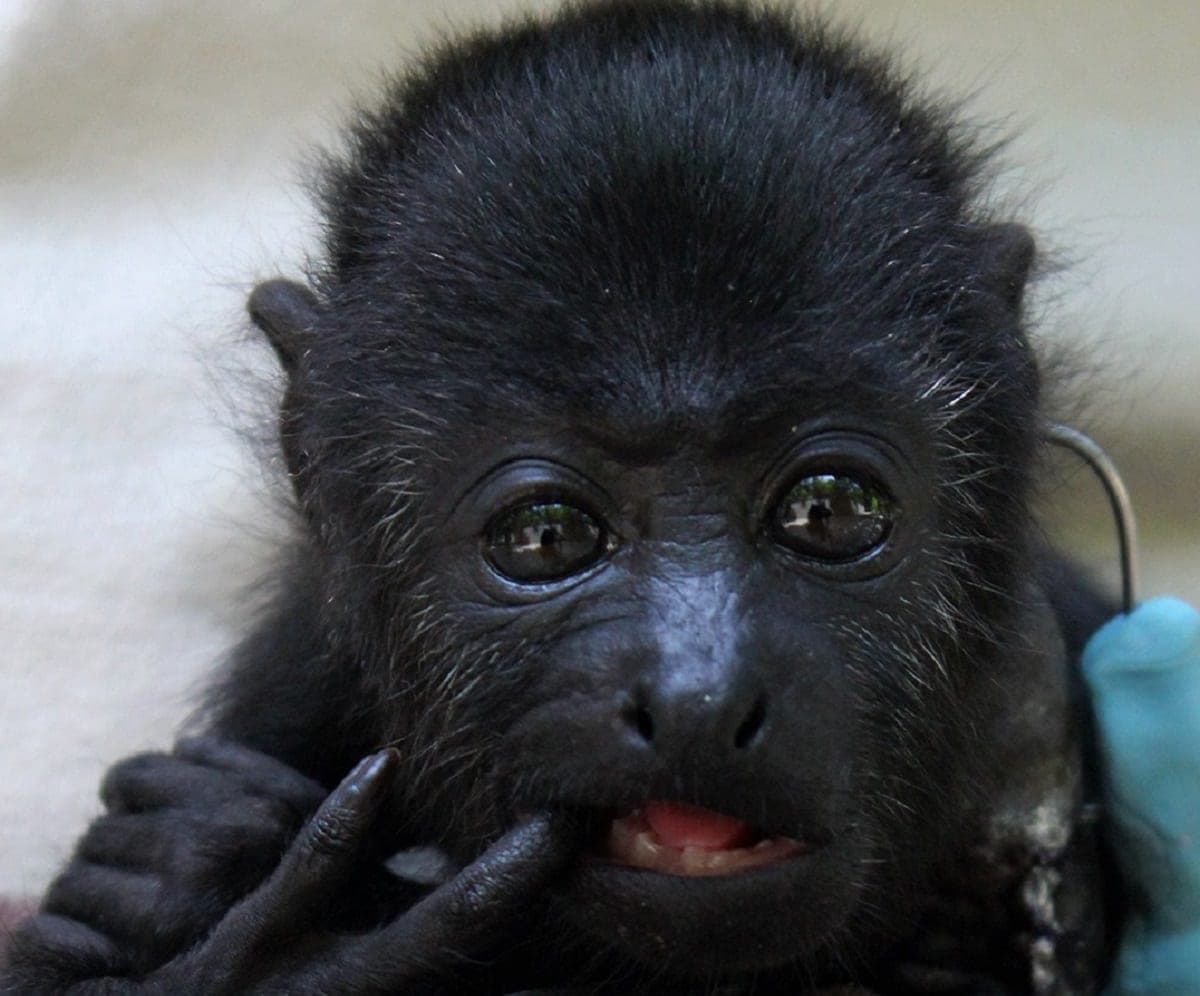"Muuk", bebé mono hallado en brazos de su mamá asesinada por cazadores, necesita apoyo