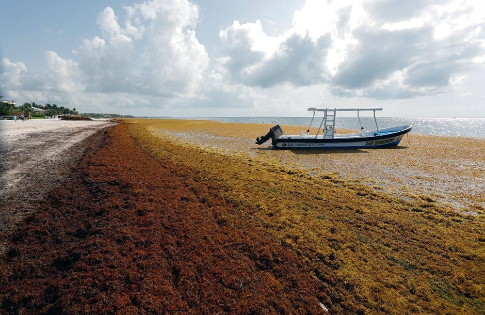 Sigue el arribo masivo de sargazo al Caribe Mexicano, esperan que llegue más