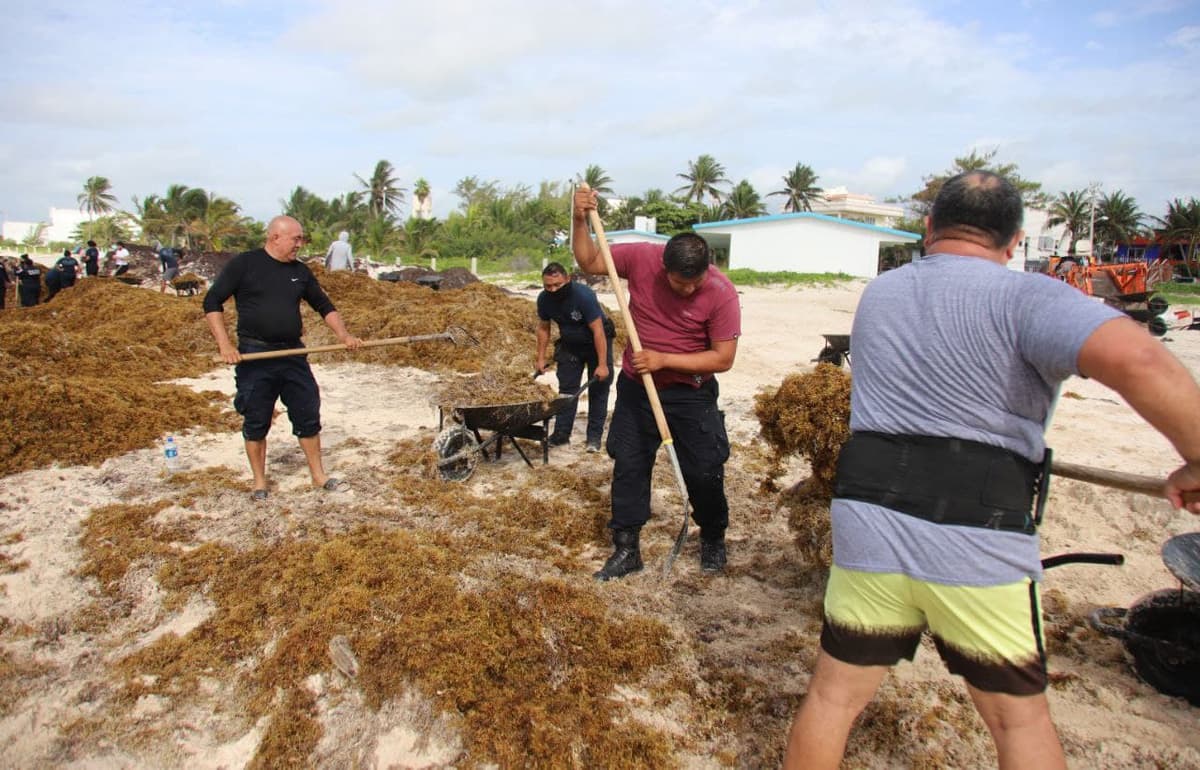 Gobierno de Puerto Morelos no baja la guardia en la atención al fenómeno del sargazo