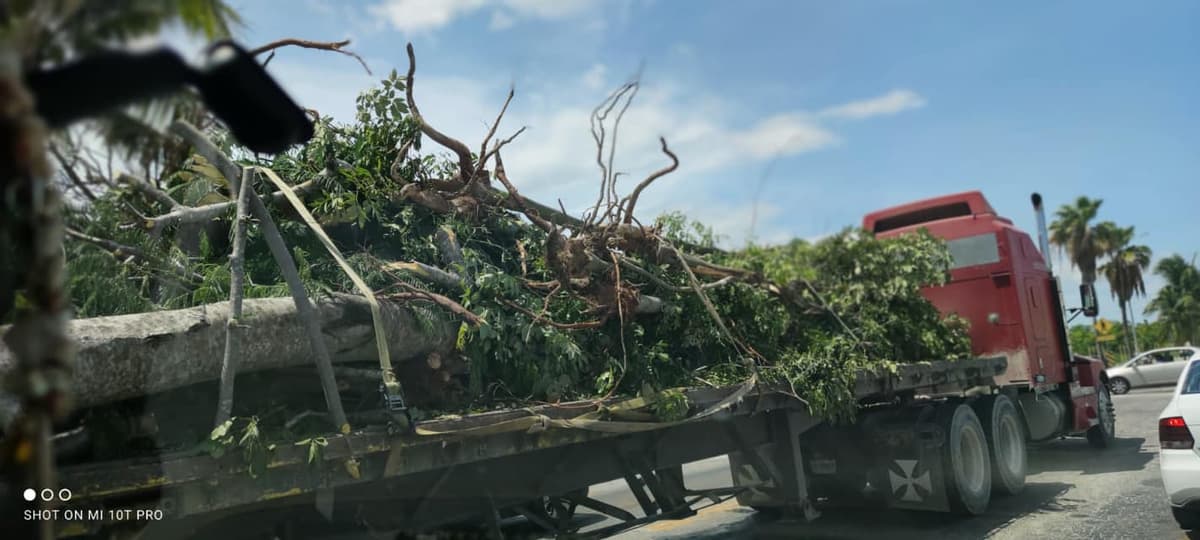 Activistas piden al Fonatur informe sobre árboles removidos o talados por obras del Tren Maya