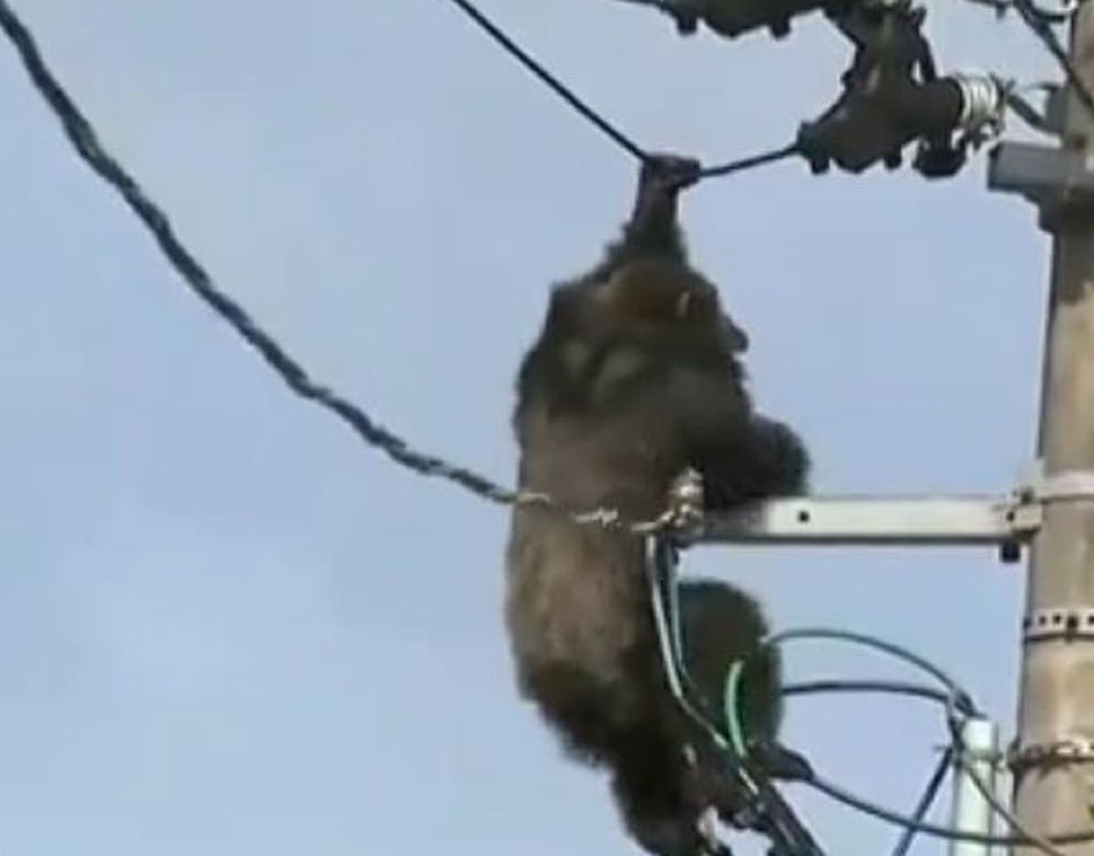 VIDEO: Chimpancé escapa de un parque zoológico en Japón, trepa a los cables eléctricos y cae
