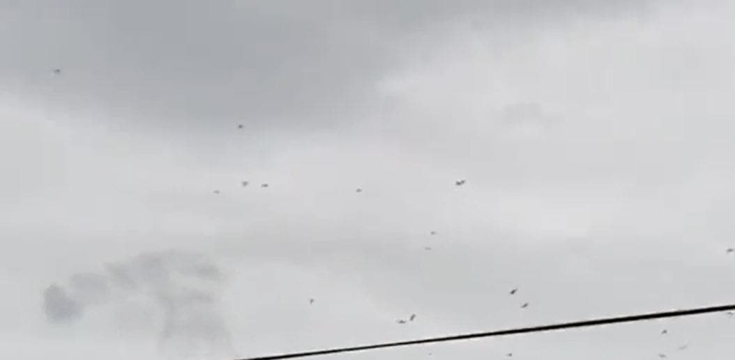 VIDEO: Cientos de gaviotas huyen de los fuertes vientos en Puerto Vallarta por 'Nora'