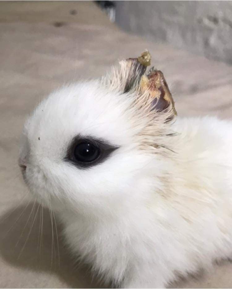 Niño de seis años le corta las orejitas a su conejo