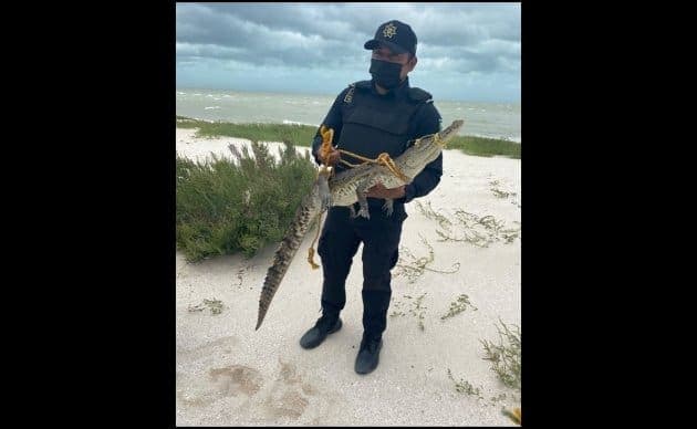Atrapan un cocodrilo en las aguas de Uaymitun, Yucatán