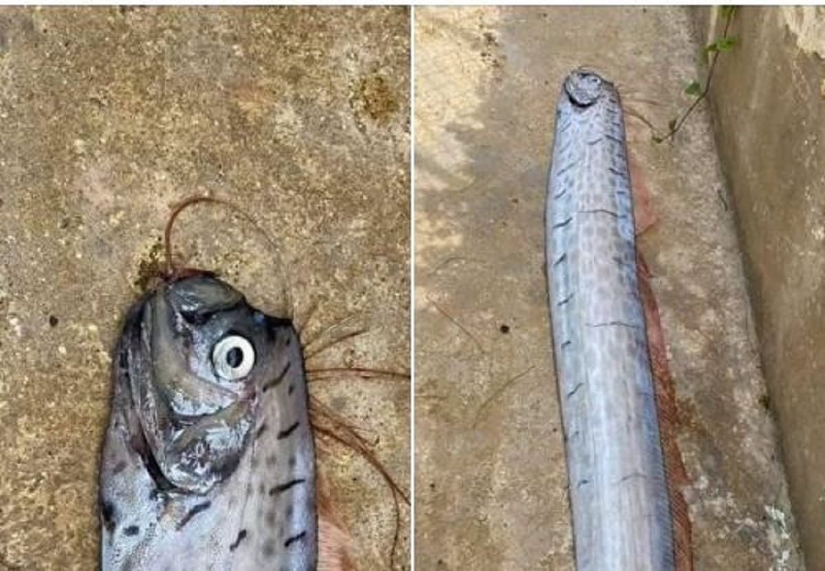 Falso que pez remo fue hallado en Isla Mujeres; imágenes son de 2020 en Puerto Rico