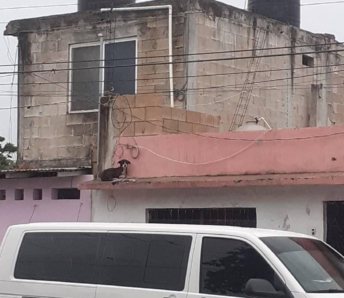 Dueños indiferentes ante paso del huracán: dejan a sus perros solos en azoteas y casas