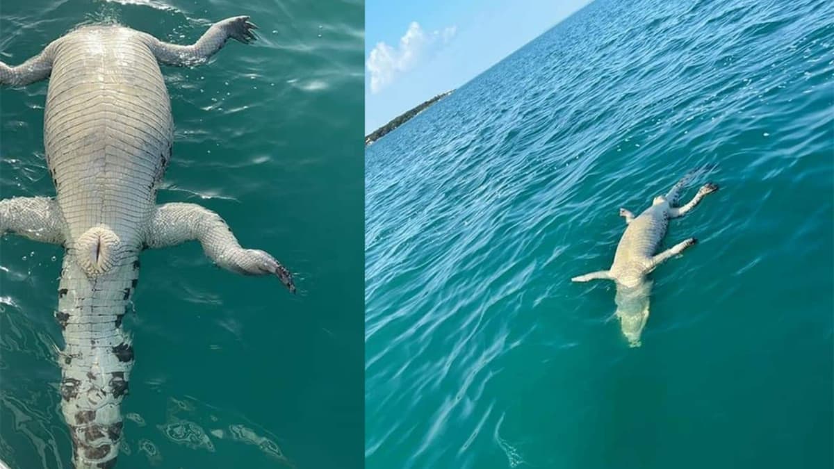 ¡LAMENTABLE! Aparece cocodrilo muerto en laguna de Bacalar