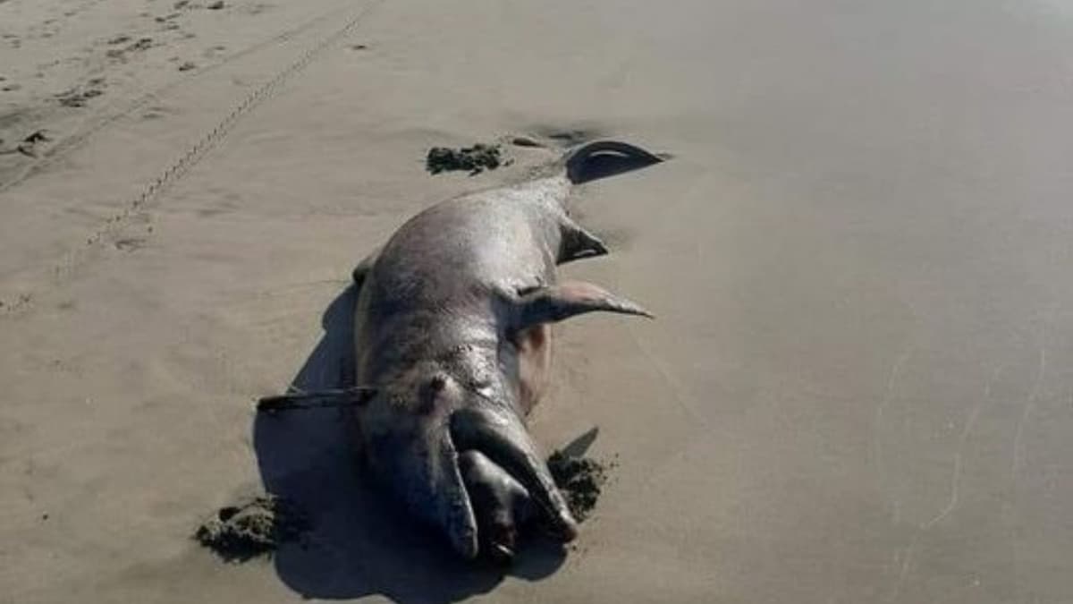 ¡ENCUENTRAN DOS DELFINES MUERTOS! en Playa Azul en Centla, Tabasco