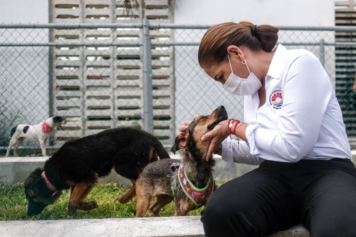 ¡Adopta! Lomitos en Cancún buscarán este sábado a su papi y mami ideales