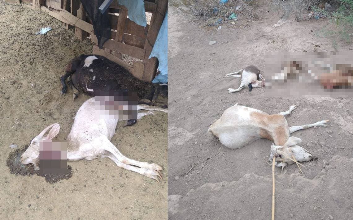 Como un 'Chupacabras': buscan a animal que ha matado a más de 70 cabras en Durango