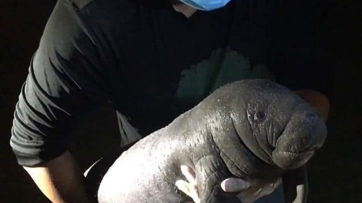 ¡Gran rescate! Encuentran a cría de manatí en laguna Milagros