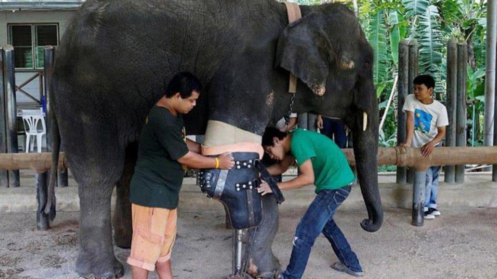 Mosha: la elefante que vuelve a caminar gracias a su prótesis