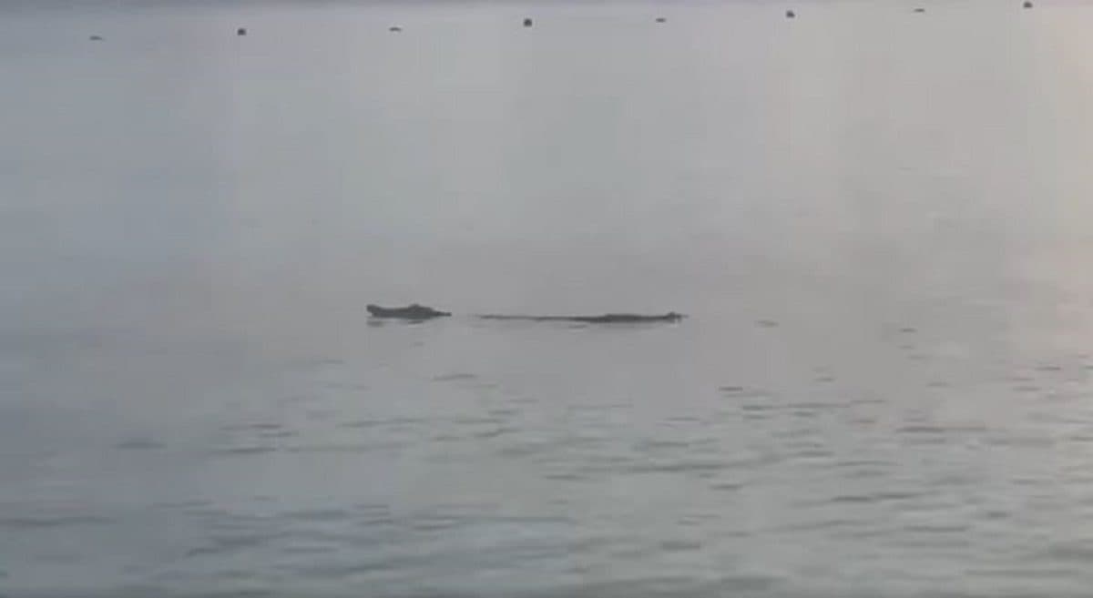 VIDEO: Captan a cocodrilo en la playa, frente al hotel Presidente en Cancún